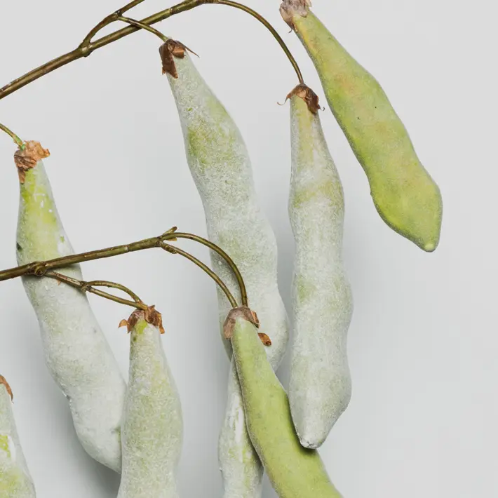 Ветвь с бобами H107 см, пластик, зеленый