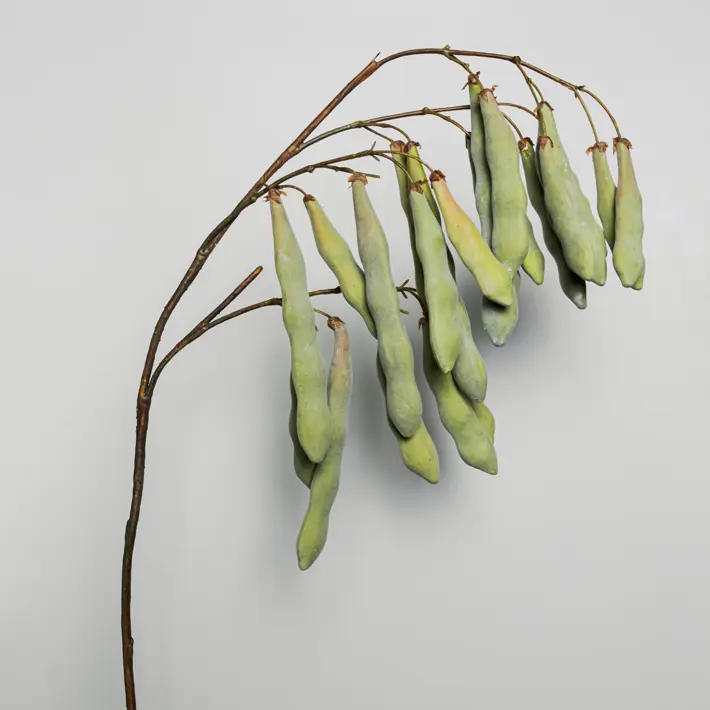 Ветвь с бобами H125 см, пластик, зеленый