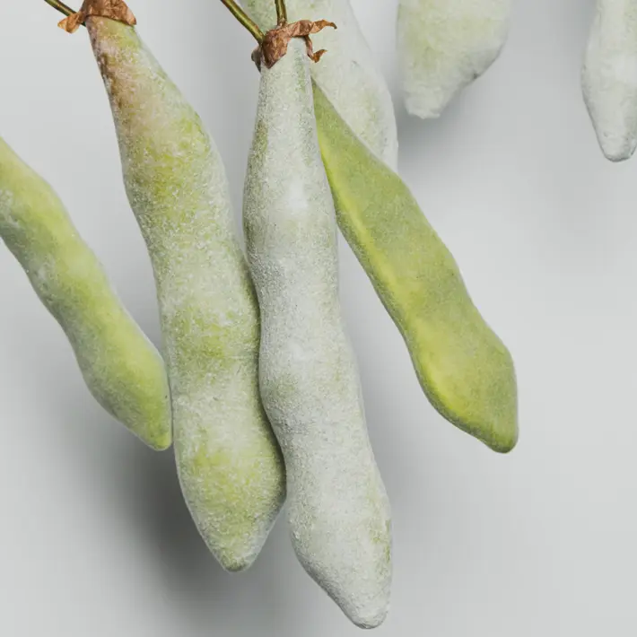 Ветвь с бобами H107 см, пластик, зеленый