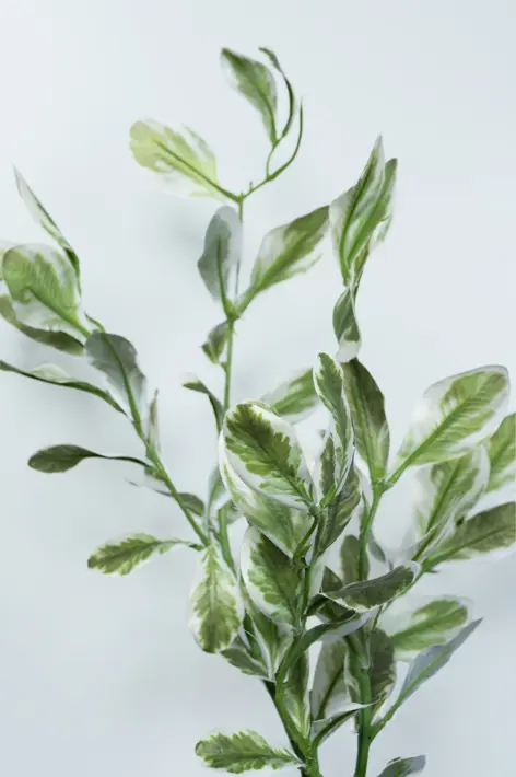 Ветвь питоспорума H89 см, пластик, зеленый