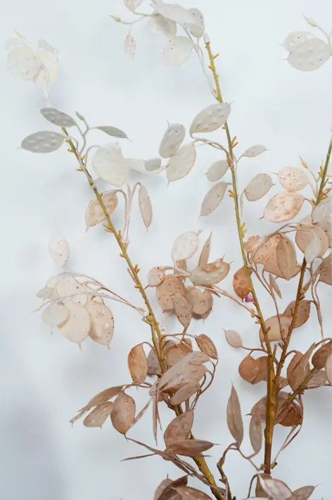 Ветвь бересклета H112 см, пластик, белый