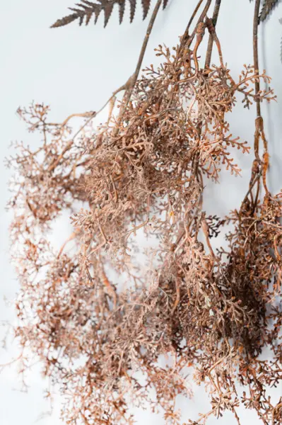 Ветвь астильба L70 см, пластик, коричневый