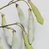 Ветвь с бобами H107 см, пластик, зеленый
