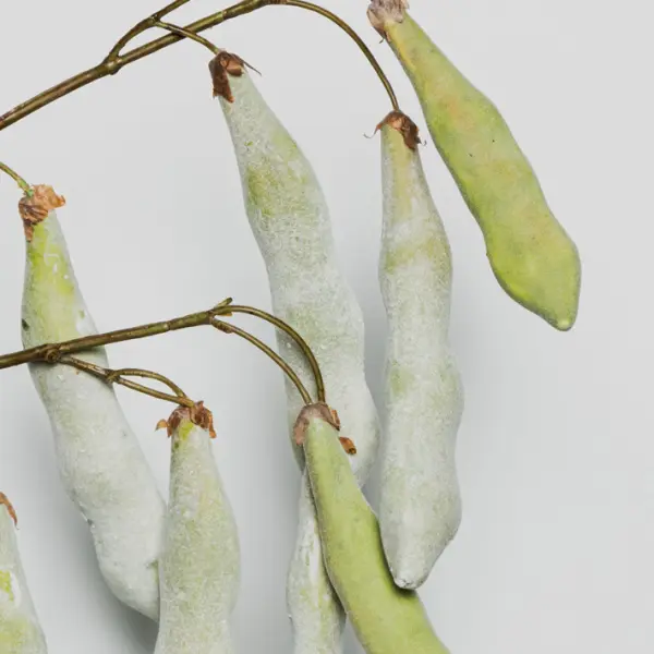 Ветвь с бобами H107 см, пластик, зеленый