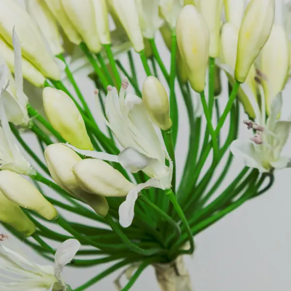 Ветвь агапантуса H80 см, пластик, белый