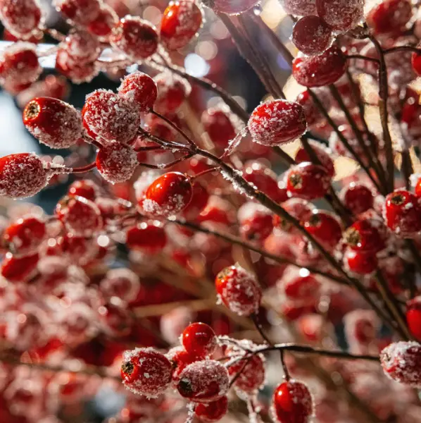 Ветвь ягодная ШИПОВНИК H76 см, заснеженная, пластик, красный
