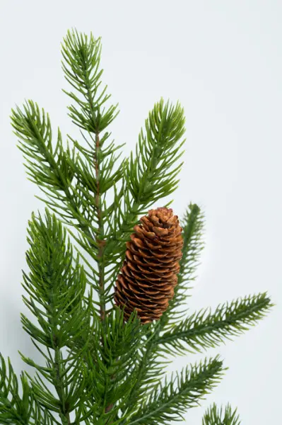 Ветвь хвойная с шишками H91 см, пластик, зеленый