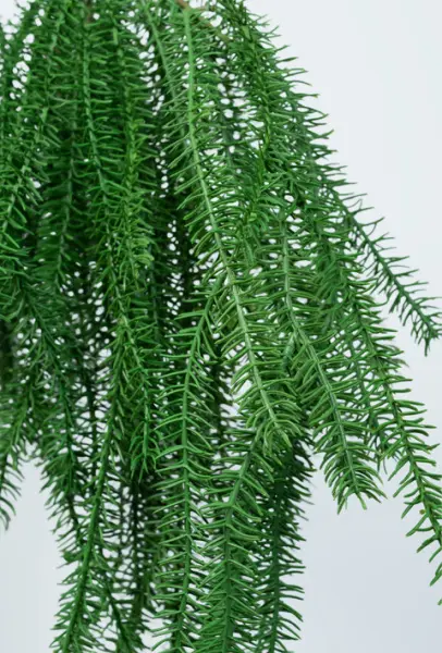 Ветвь сосновая H150 см, пластик, зеленый