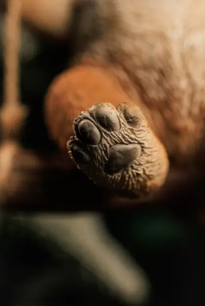 Подвес АКИТА 12х15 см, полирезин, бежевый