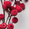 Ветвь ягодная ЯБЛОКО H73 см, пластик, красный