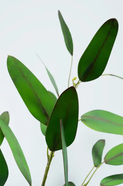 Ветвь эвквалипта H64 см, пластик, зеленый