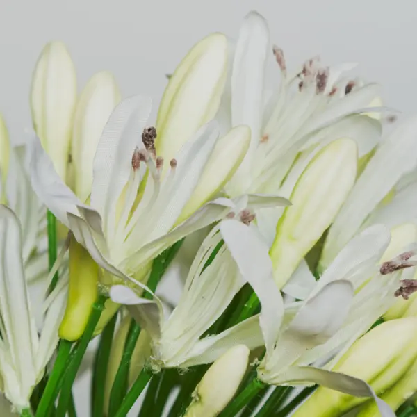 Ветвь агапантуса H80 см, пластик, белый
