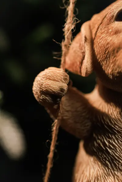 Подвес ЛАБРАДОР 12х15 см, полирезин, бежевый