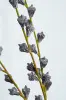 Ветвь эвкалипта H61 см, пластик, коричневый