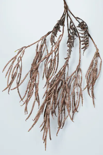 Ветвь корилуса H70 см, пластик, коричневый