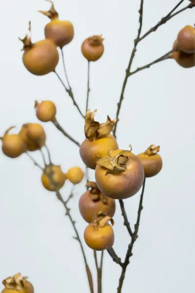 Ветвь шиповника H81 см, пластик, белый