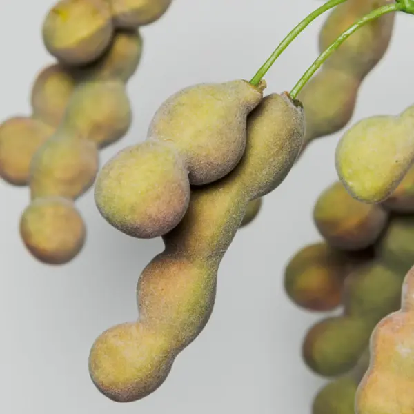 Ветвь с бобами H114 см, пластик, зеленый