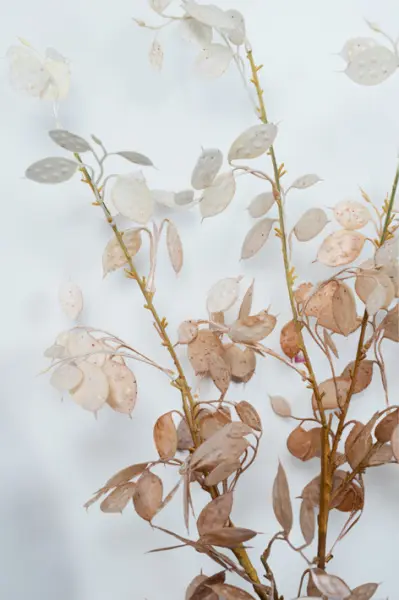 Ветвь бересклета H86 см, пластик, белый