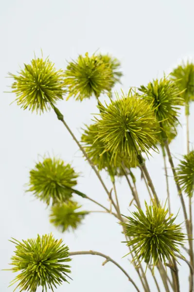 Ветвь лопуха H57 см, пластик, зеленый