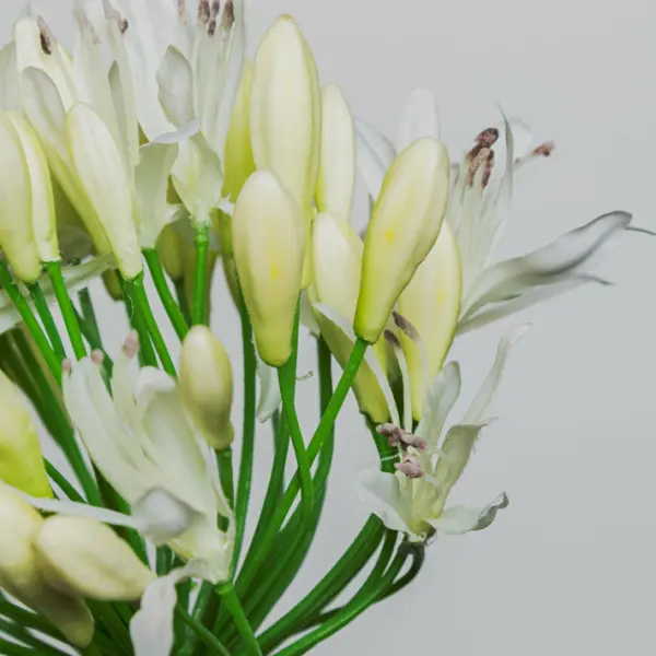 Ветвь агапантуса H80 см, пластик, белый