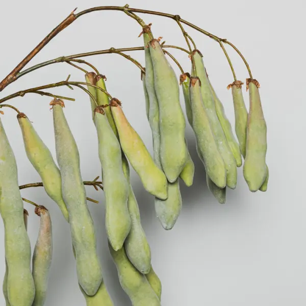 Ветвь с бобами H125 см, пластик, зеленый