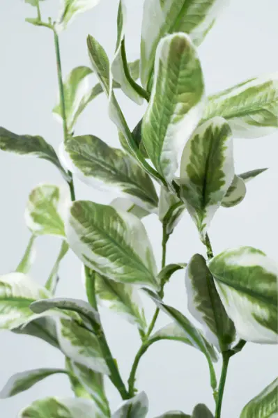 Ветвь питоспорума H89 см, пластик, зеленый