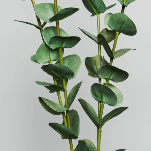 Ветвь эвкалипта H110 см, пластик, зеленый