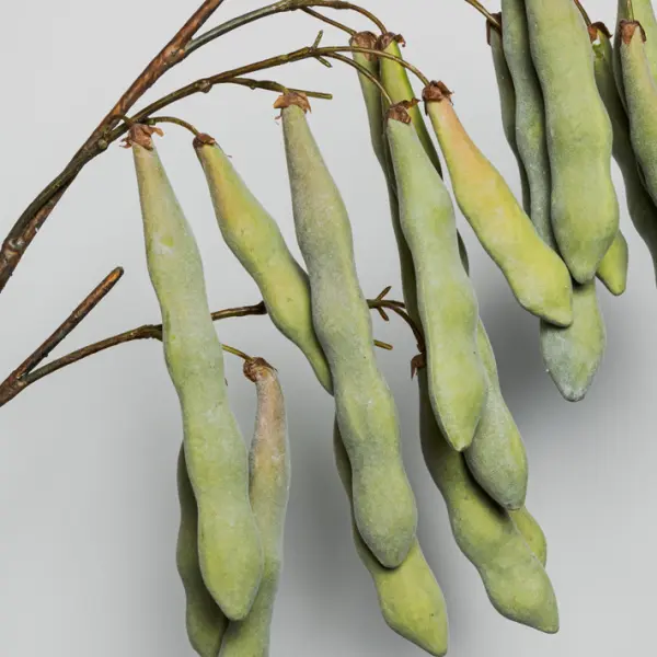 Ветвь с бобами H125 см, пластик, зеленый
