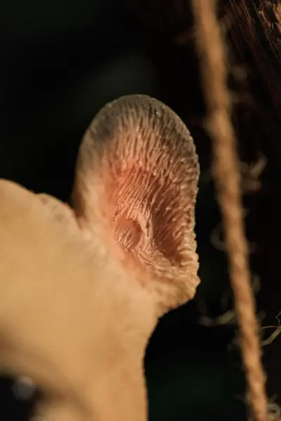 Подвес БУЛЬДОГ 12х14 см, полирезин, бежевый